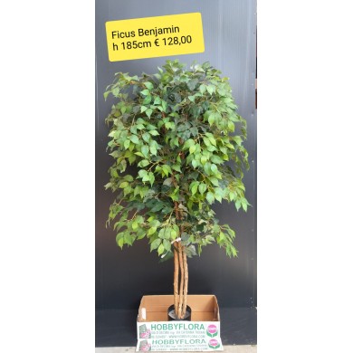 Ficus Benjamin artificiale - altezza 185 cm