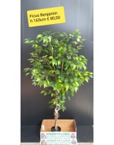 Ficus Benjamin artificiale - altezza 165 cm