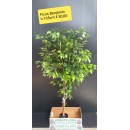 Ficus Benjamin artificiale - altezza 165 cm
