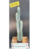 Cactus artificiale - altezza 120 cm