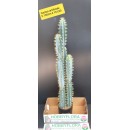 Cactus artificiale - altezza 120 cm