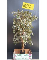 Ficus Benjamin artificiale - altezza 150 cm