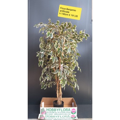 Ficus Benjamin artificiale - altezza 150 cm
