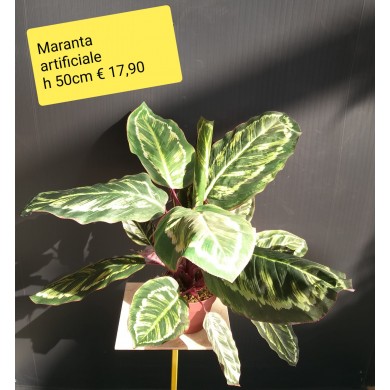 Maranta artificiale ht 50 cm