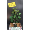 Ficus Lyrata artificiale ht 90 cm