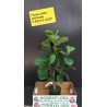 Ficus Lyrata artificiale ht 90 cm